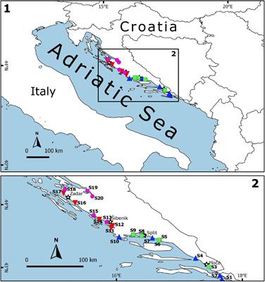 Effects of Interannual Environmental Changes on Juvenile Fish Settlement in Coastal Nurseries: The Case of the Adriatic Sea